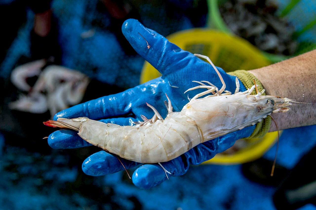 کلینیک شیلات قشم